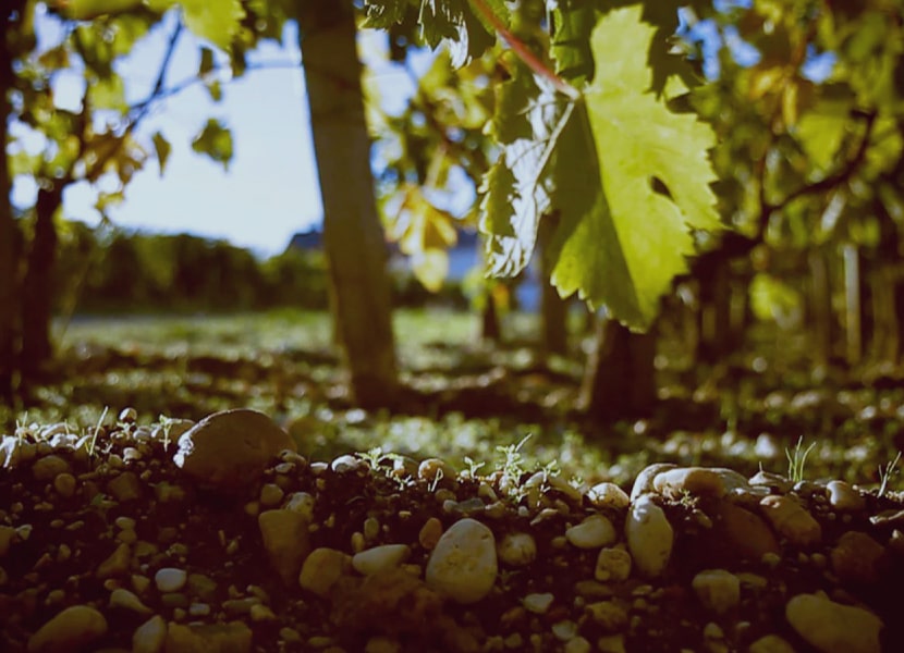 Vines at Château Charmail